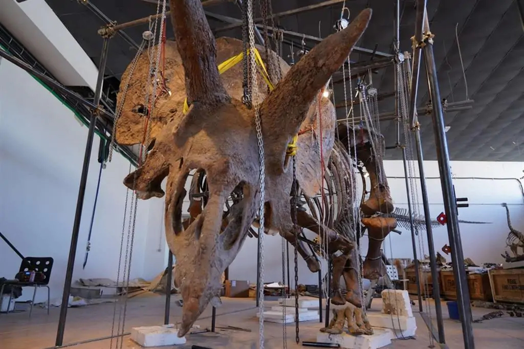 Il super triceratopo venduto all'asta