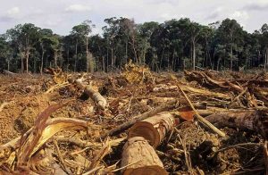 Contro la deforestazione