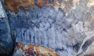 Scoperto un fossile di millepiedi