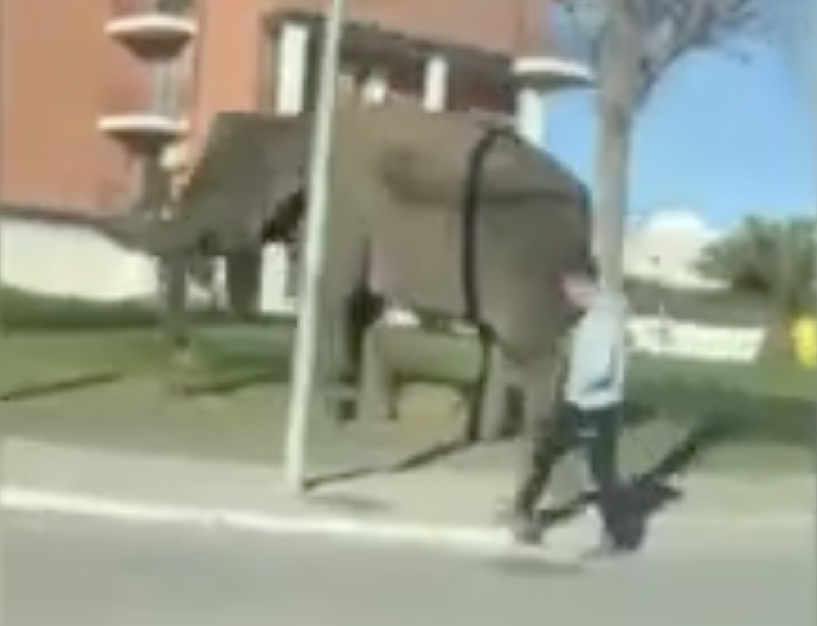 Elefante scappa dal circo