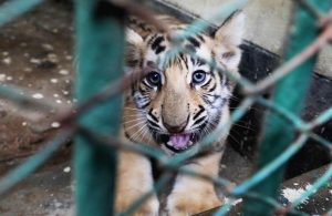 commercio illegale delle tigri