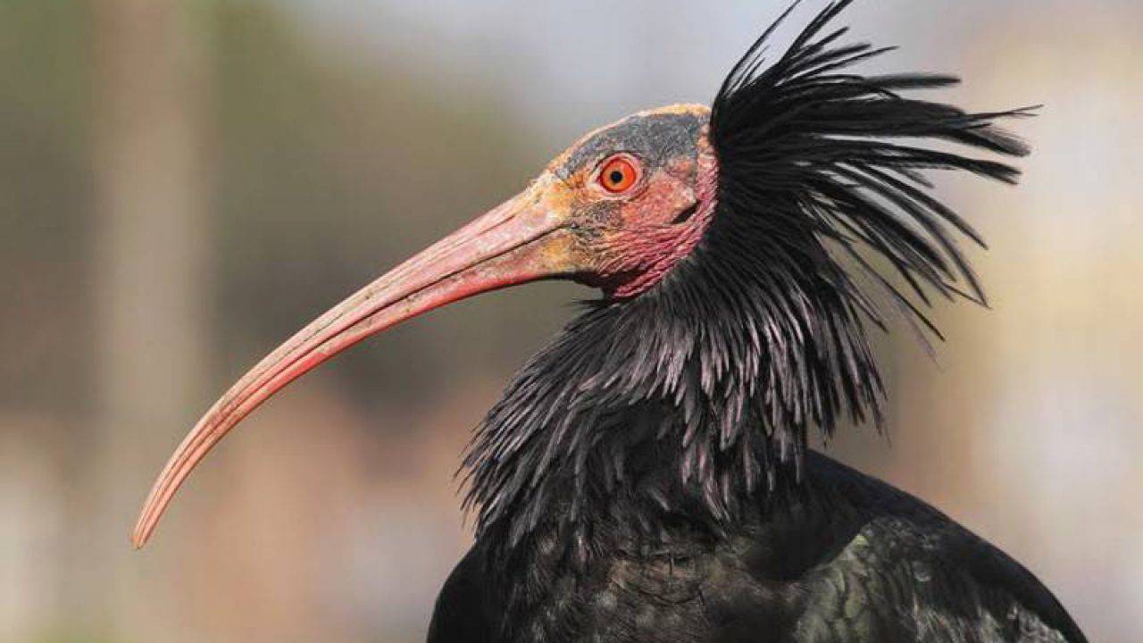raro ibis eremita ucciso