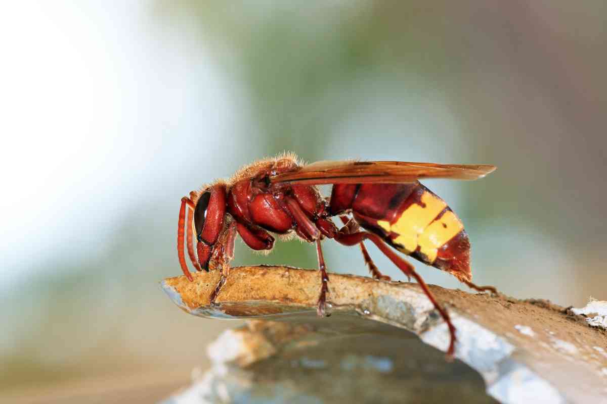 La vespa orientalis assedia via Petroselli