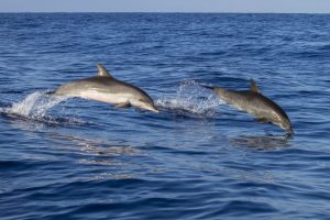 Delfini messi a guardia