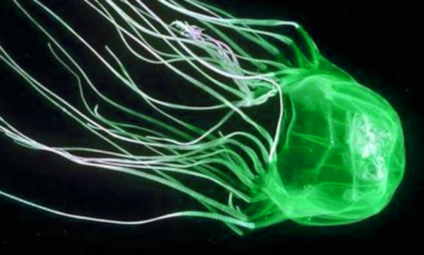 animali medusa Tripedalia cystophora